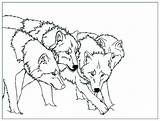 Wolf Coloring Pages Kids Color Easy Print Children Printable Justcolor sketch template