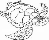 Coloring Turtle Sea Pages Printable Turtles Drawing Print Easy Line Preschoolers Loggerhead Detailed Colouring Color Coloring4free Realistic Printables Old Snapping sketch template