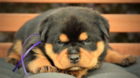 purebred rottweiler cost