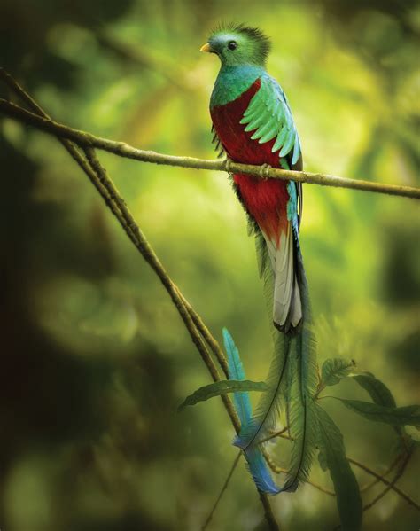 lets talk  birds  resplendent quetzal quepolandia