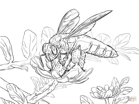 realistic bee coloring page clip art library