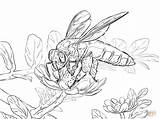 Coloring Bee Honey Pages Bees Giant Printable Drawing Popular sketch template