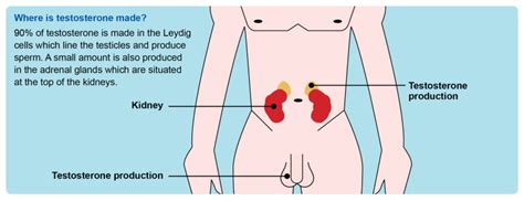 Orchid Testosterone Replacement