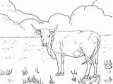 Coloring Longhorn Hereford Rind Cows Cattle Dibujos Ausmalbild Vaca Grazing Horned Ausdrucken Kostenlos sketch template