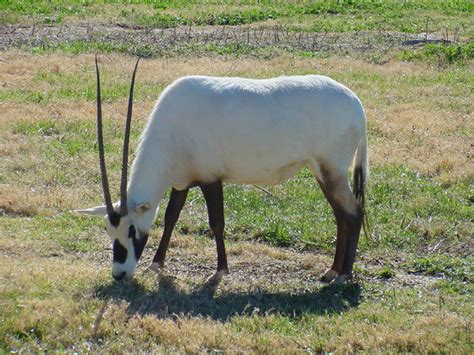 adw oryx leucoryx information