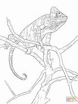 Chameleon Coloring Pages Realistic Veiled Printable Drawing Color Colouring sketch template