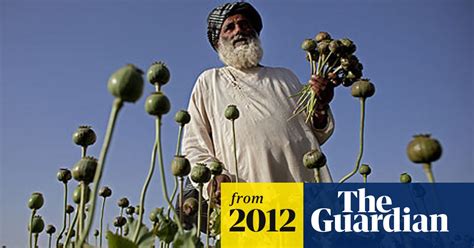 opium farming in afghanistan rising again bleak un report