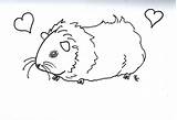 Guinea Meerschweinchen Pigs Ausmalbild Coloringtop Fluffy Pets Für Colorings sketch template