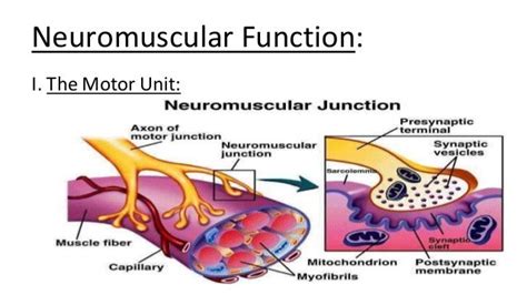 neuromuscular function carter
