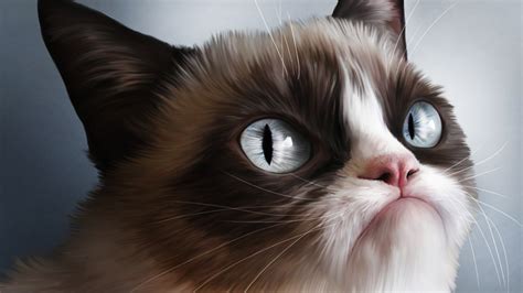 angry cat  desktop wallpaper wallpapersafaricom