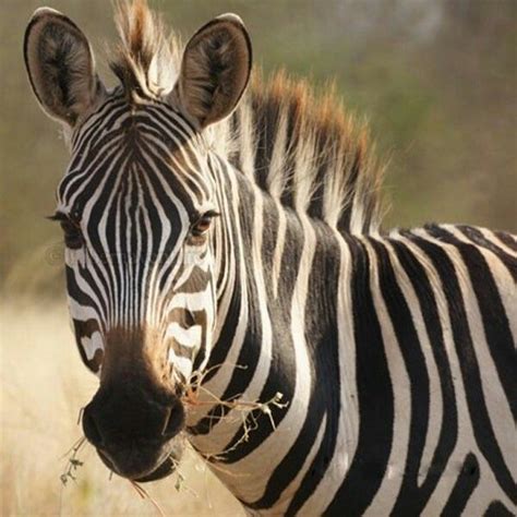 pin  vilma flott  zebras zebras zebra lions  hyenas