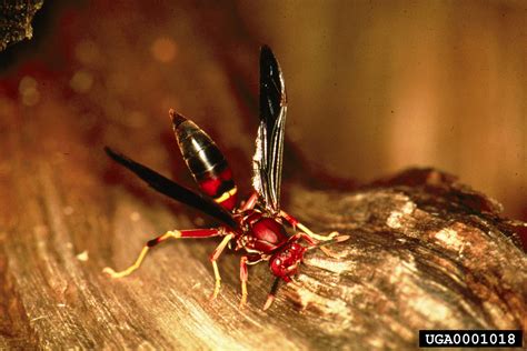 red wasp polistes annularis hymenoptera vespidae