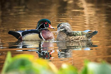 cute wood duck couple  romantic pose stock photo  image