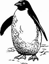 Penguin Drawing Outline Coloring Pages Clip Waddling Clipart Chubby Paintingvalley Clker Large sketch template