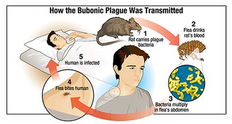 plague bubonic plague black plague  symptoms treatment