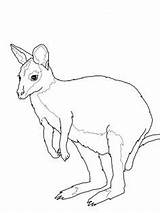 Wallaby Quoll sketch template