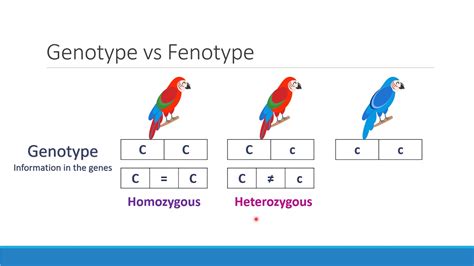 genotype vs phenotype video youtube