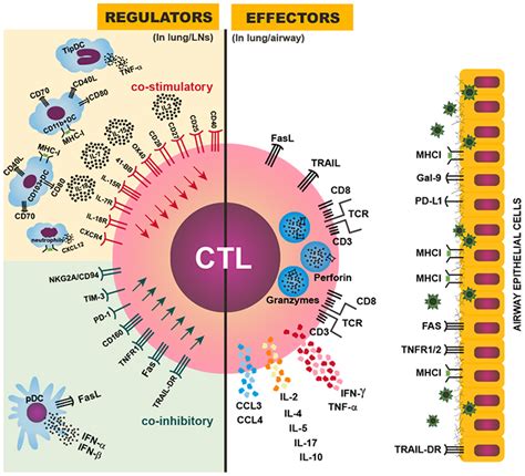 frontiers balancing immune protection  immune pathology  cd  cell responses