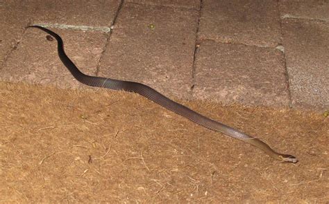 sydney australia golden crown snake