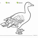 Goose Canada Coloring Geese Getdrawings Canadian Drawing sketch template