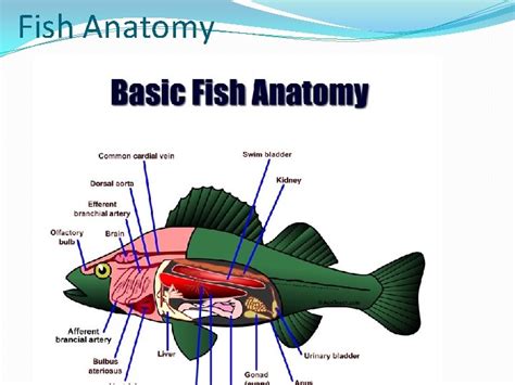 fish medicine biology    species fish