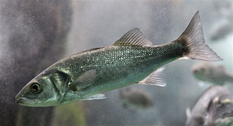 European Sea Bass Characteristics Habitat Reproduction And More