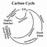 Cycle Carbon Respiration Photosynthesis Cellular Processes Steps Chemosynthesis Science Cycles Model Biology Plants Biogeochemical Process Teaching Life Using Femo Light sketch template