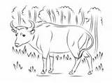 Coloring Banteng Water Buffalo Wild Asian Pages sketch template