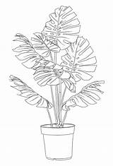Monstera Plant Deliciosa Lil Colouring sketch template
