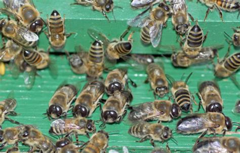 lifespan   drone honey bee honey bee suite