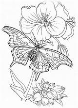 Ausmalbilder Schmetterlinge Schmetterling Ausmalen Blumen Erwachsene Mandala Ausmalbildermalvorlagen Kostenlos sketch template