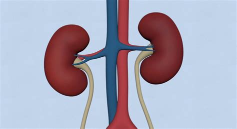 kidney transplant explain  procedure