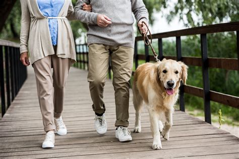 dog walking  seniors  risks  benefits