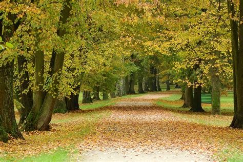 images nature forest meadow sunlight leaf flower green romantic botany garden