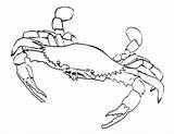 Crab Coloring Horseshoe Pages Getdrawings Color Getcolorings sketch template