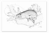 Trout Drawing Speckled Getdrawings Texas sketch template