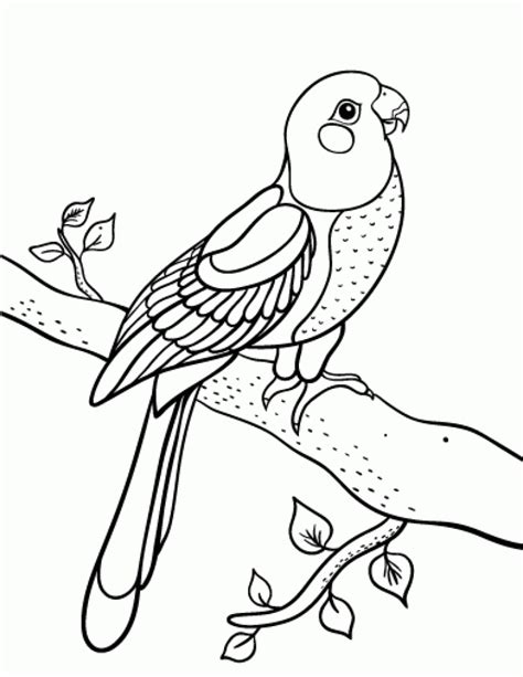 printable parrot coloring pages everfreecoloringcom