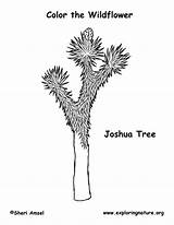 Tree Joshua Coloring References Exploringnature sketch template