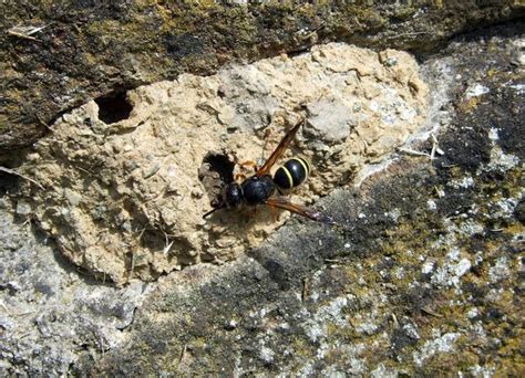 Mason Wasp At Work © Ceridwen Geograph Britain And Ireland