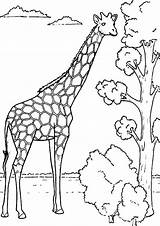 Girafa Crianças Decalcar Essas Só Criançada Afinal Chamar Poplembrancinhas sketch template