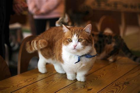 skookum cat  definitive guide   short leg breed