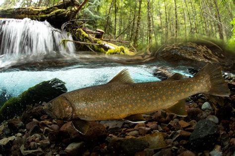 A Bull Trout Reintroduction In Oregon Proves What’s Possible Clackamas