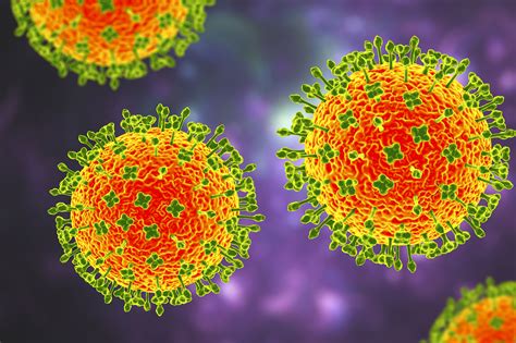 novo identifikovany virus langya henipavirus infikoval  ludi  cine