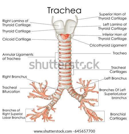 medical education chart biology trachea diagram stockvektor royaltyfri