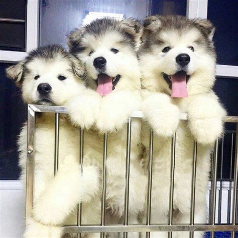 baby huskies alaska dog malamute puppies alaskan malamute puppies