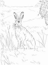 Feldhase Ausmalbild Hare Kostenlos Liebres Ausdrucken Hasen sketch template