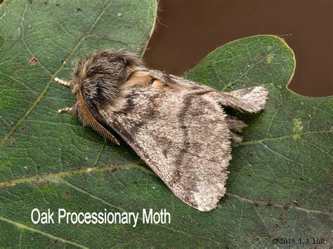 moths on oaks opm vs green oak tortrix news wimbledon and putney