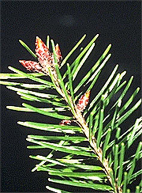 douglas fir species common trees   pacific northwest