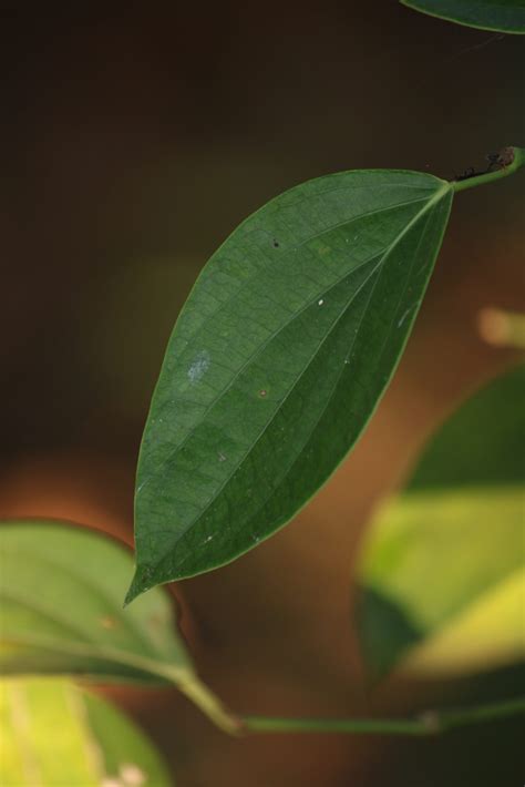 plant leaf  image  manu  pixahivecom