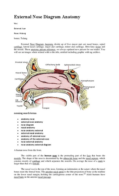 external nose diagram anatomy al phine iza academiaedu